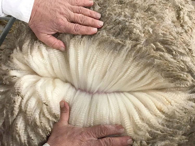 El valor internacional de la lana llega a su menor precio de la zafra