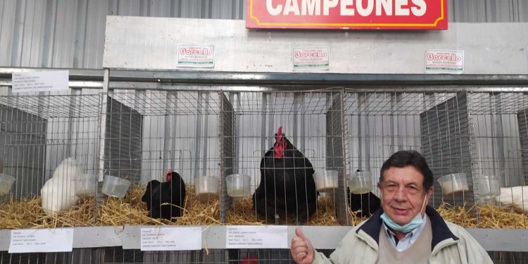 Amistad y competencia en la avicultura de raza