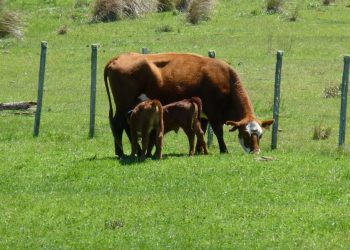 El proyecto Ganadería y Clima alcanzó mayor producción con menor afectación del ambiente