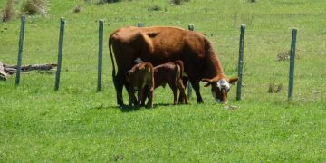 El proyecto Ganadería y Clima alcanzó mayor producción con menor afectación del ambiente