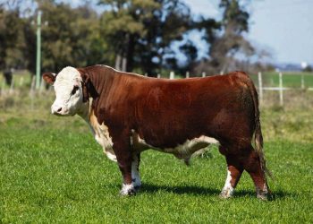 “Los criadores están apostando a seguir adelante como lo han hecho durante toda la pandemia”