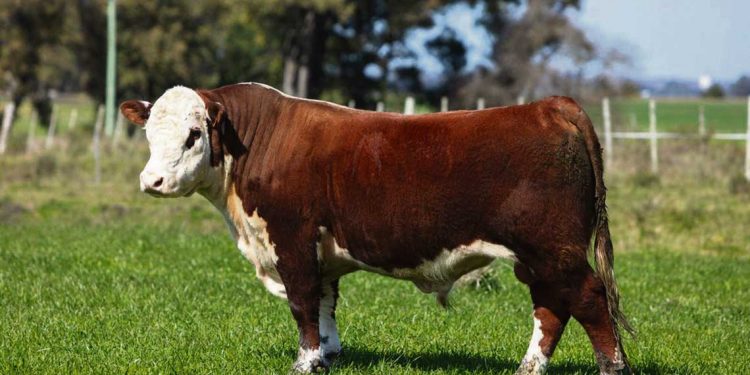 “Los criadores están apostando a seguir adelante como lo han hecho durante toda la pandemia”