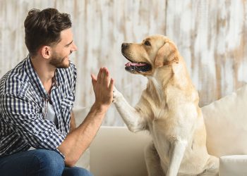 Apego a mascotas y conducta prosocial