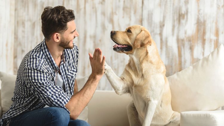 Apego a mascotas y conducta prosocial