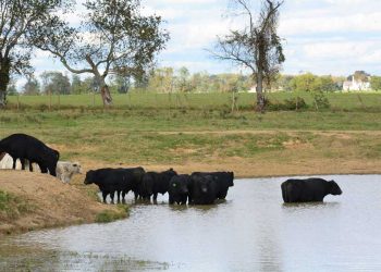 Sigue firme el mercado ganadero