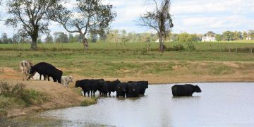 Sigue firme el mercado ganadero