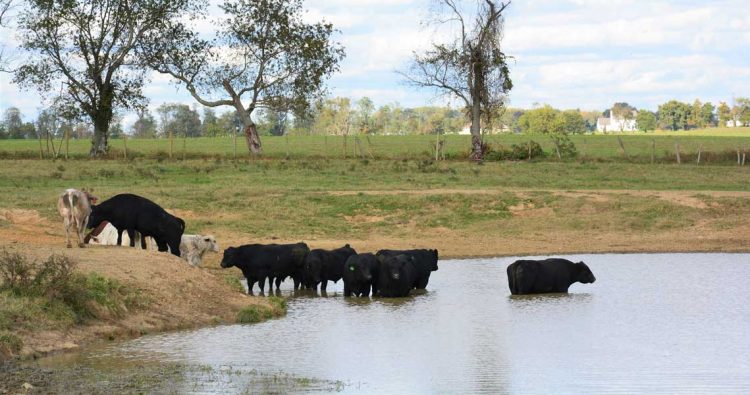 Sigue firme el mercado ganadero