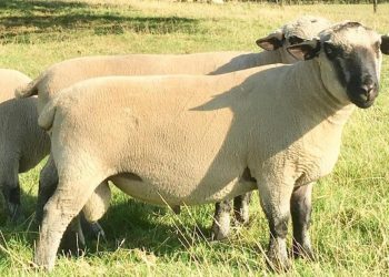 Frigorífico Bamidal está abierto a acordar con todas las razas carniceras