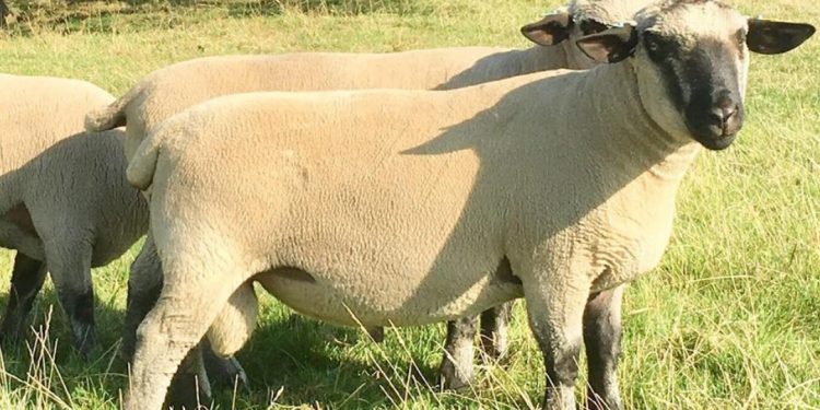 Frigorífico Bamidal está abierto a acordar con todas las razas carniceras