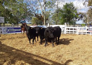 Joaquín Falcón: Están las condiciones para una muy buena zafra de toros