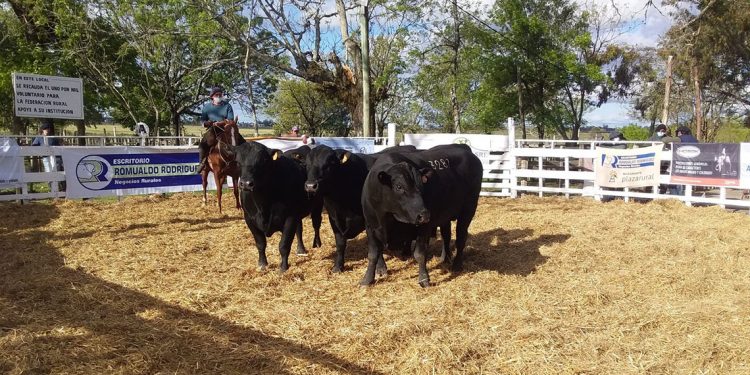 Joaquín Falcón: Están las condiciones para una muy buena zafra de toros