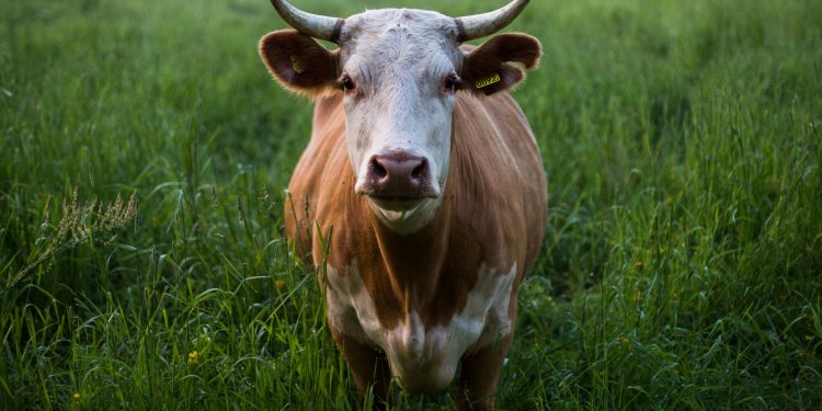 Brasil confirmó dos casos de vaca loca y suspende sus exportaciones a China