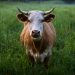 Brasil confirmó dos casos de vaca loca y suspende sus exportaciones a China