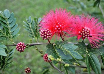 Nativas Uruguay: 10 años dando a conocer nuestra flora