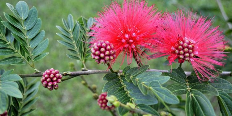 Nativas Uruguay: 10 años dando a conocer nuestra flora