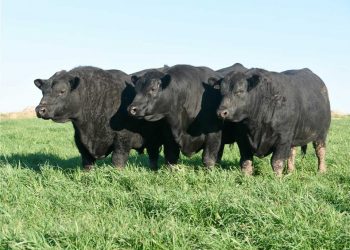Cabaña Las Piedras: Angus para producción a campo