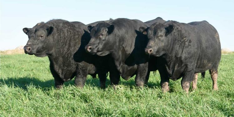 Cabaña Las Piedras: Angus para producción a campo