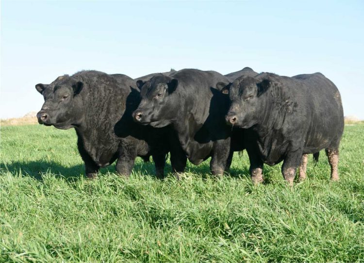 Cabaña Las Piedras: Angus para producción a campo