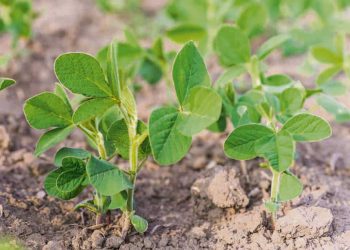Con preocupación por el aumento de los insumos, los agricultores encaran una nueva zafra