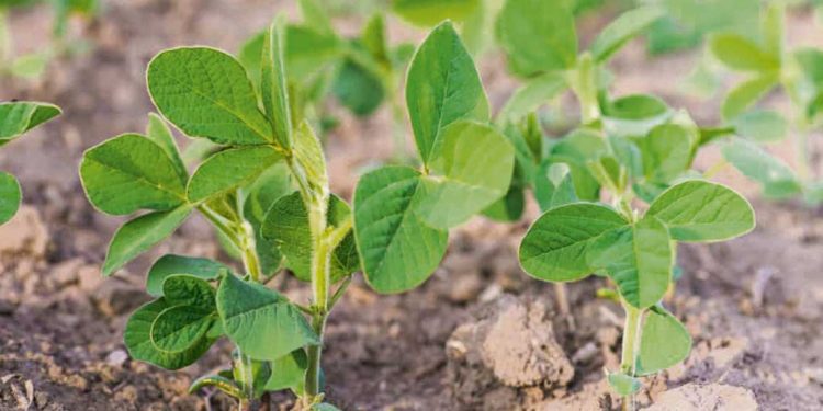 Con preocupación por el aumento de los insumos, los agricultores encaran una nueva zafra
