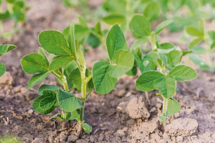 Con preocupación por el aumento de los insumos, los agricultores encaran una nueva zafra