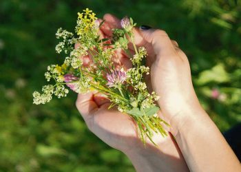 #MujerRural: la sabiduría de curar con nuestra flora nativa