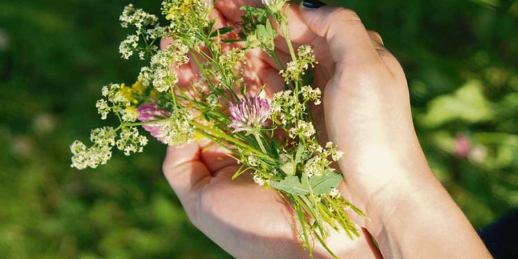 #MujerRural: la sabiduría de curar con nuestra flora nativa