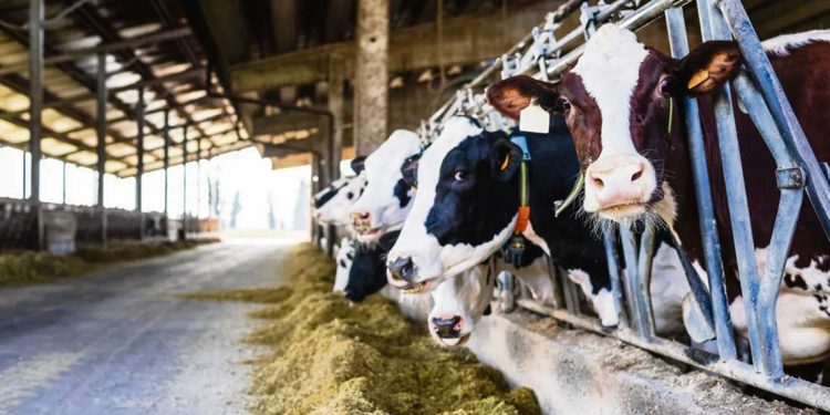 Una reforma a la neozelandesa para el sector lácteo