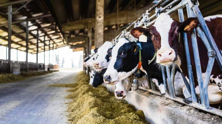 Una reforma a la neozelandesa para el sector lácteo