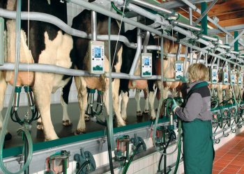 Tambos: “Este año se perderán 100 productores”