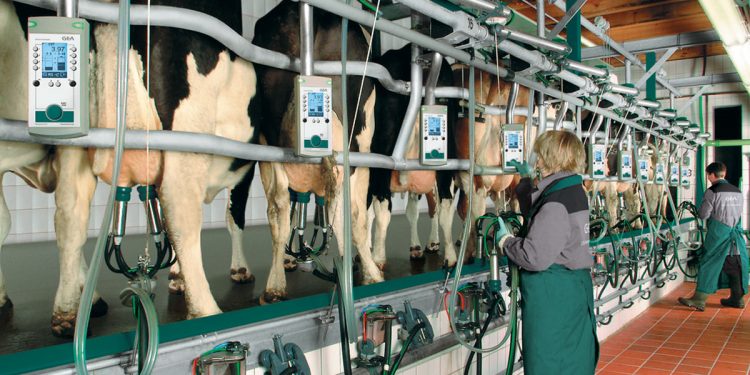 Tambos: “Este año se perderán 100 productores”