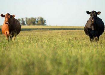 Rodrigo Fernández: “La zafra se va a ir afirmando cada vez más”