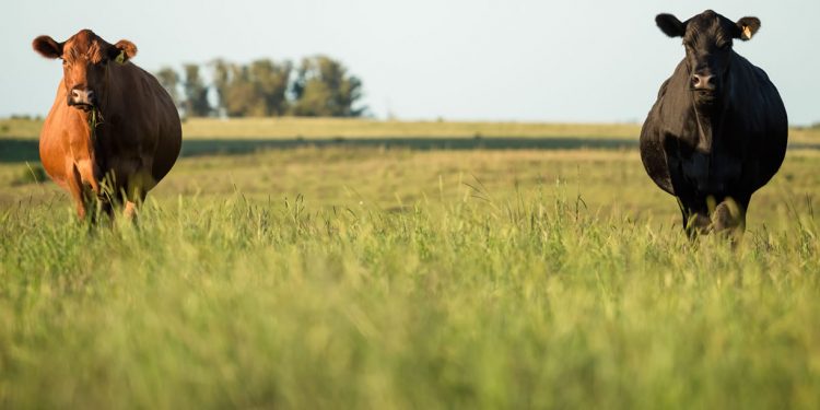 Rodrigo Fernández: “La zafra se va a ir afirmando cada vez más”