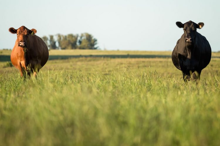 Rodrigo Fernández: “La zafra se va a ir afirmando cada vez más”