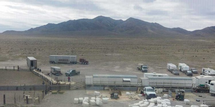 La esquila da la posibilidad de trabajar todo el año