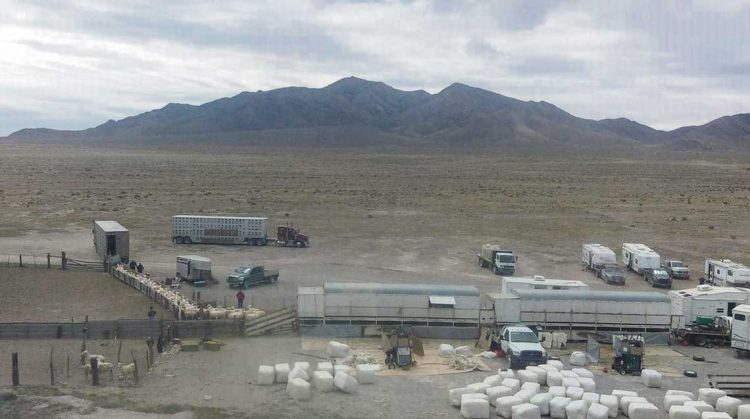 La esquila da la posibilidad de trabajar todo el año