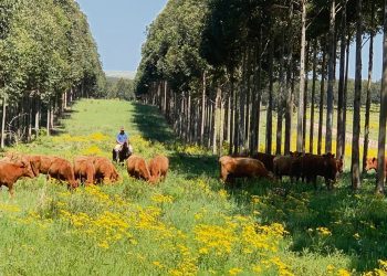 Se inicia un cambio de matriz forestal de la mano de pequeños productores