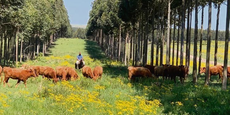Se inicia un cambio de matriz forestal de la mano de pequeños productores