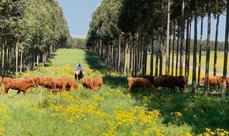 Se inicia un cambio de matriz forestal de la mano de pequeños productores