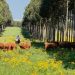 Se inicia un cambio de matriz forestal de la mano de pequeños productores