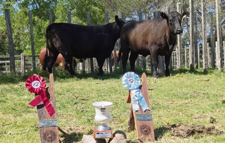 Escuela agraria de Melo se destacó con sus ejemplares Angus
