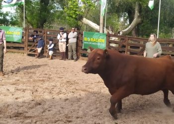 Con 183 animales inscriptos hoy comienza la Expo Melo 2021