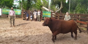 Con 183 animales inscriptos hoy comienza la Expo Melo 2021