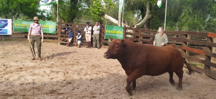 Con 183 animales inscriptos hoy comienza la Expo Melo 2021