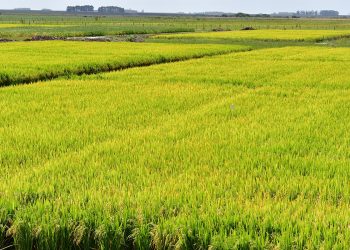 La zafra arrocera comenzó con expectativas de aumentar el área sembrada y tres nuevas variedades desarrolladas por INIA