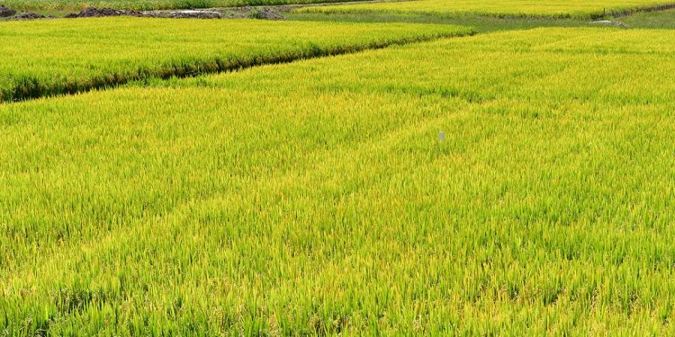 La zafra arrocera comenzó con expectativas de aumentar el área sembrada y tres nuevas variedades desarrolladas por INIA