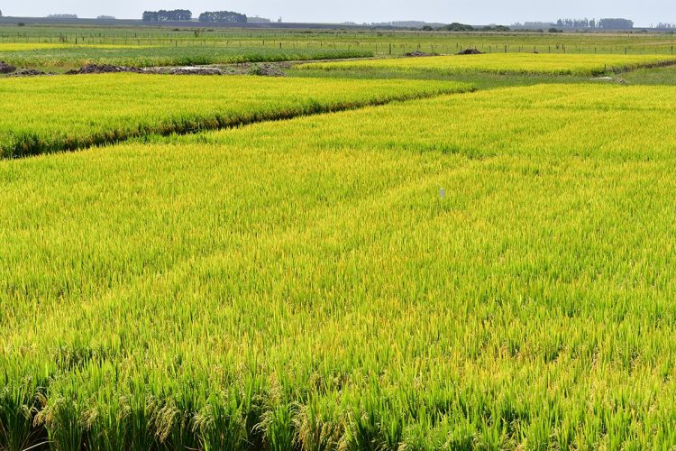 La zafra arrocera comenzó con expectativas de aumentar el área sembrada y tres nuevas variedades desarrolladas por INIA