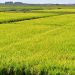 La zafra arrocera comenzó con expectativas de aumentar el área sembrada y tres nuevas variedades desarrolladas por INIA