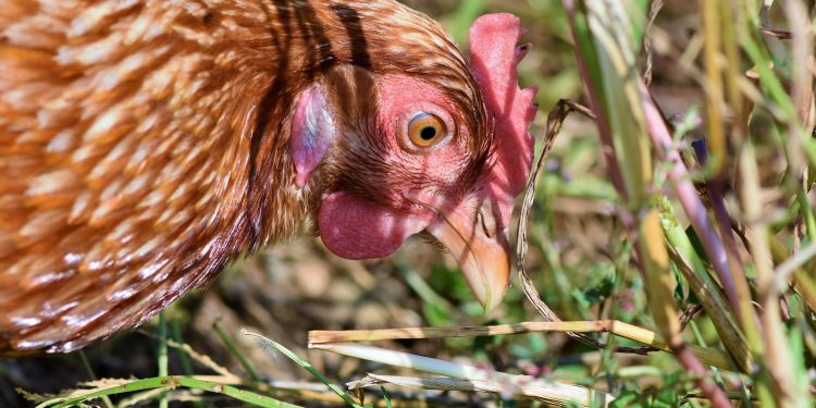 El sector avícola y el MGAP firmaron convenio de sanidad