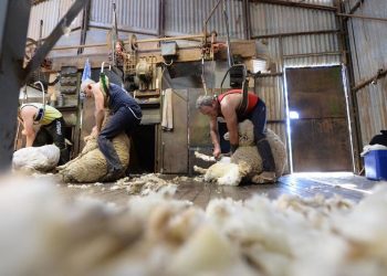 En el mercado internacional vuelve a caer el precio de la lana y surgen interrogantes respecto a China